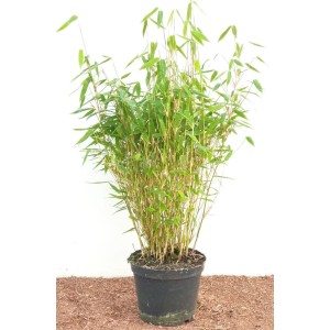 Immergrüner Fargesia Murieliae Jumbo Bambus (40–60 cm) im Topf.