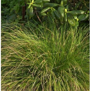 Garten-Segge 'Phoenix Green' (Carex howardii), grüne Zierstaude für sonnige bis halbschattige Standorte.