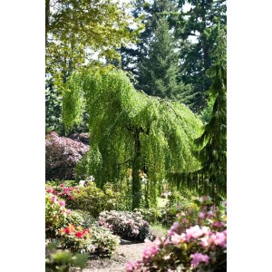 Hängebirke (Betula Pendula), 125–150 cm, mit herabhängenden Zweigen im Garten.