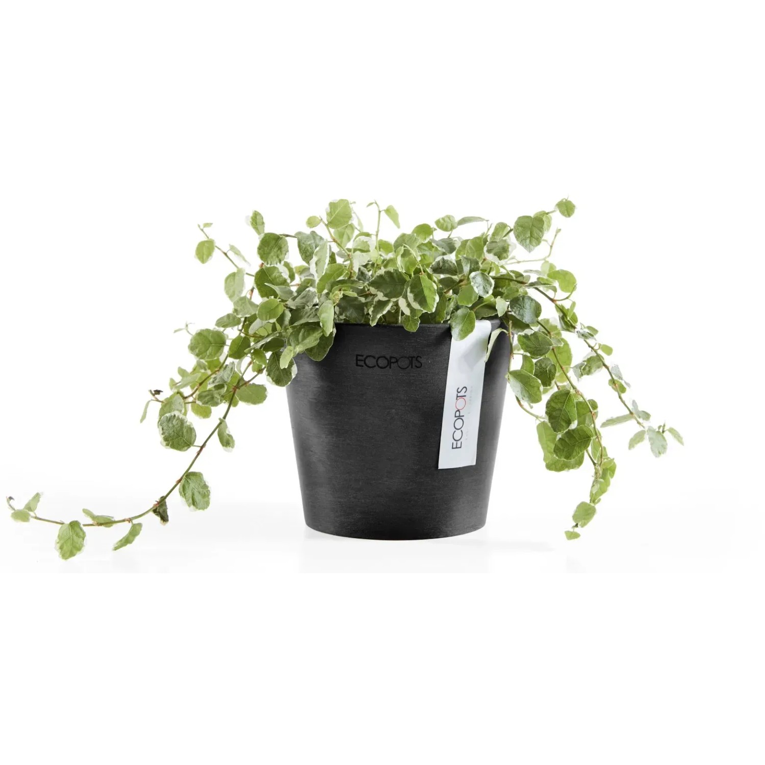 Vaso ECOPOTS Amsterdam Mini 8x7 Cm Grigio - Realizzato In Plastica Riciclata - Perfetto Per Piante Grasse E Cactus - Resistente UV E Gelo - 3
