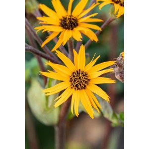 Gelbe Zahnblatt-Blüten (Ligularia Dentata Othello) im 11x11 cm Topf.