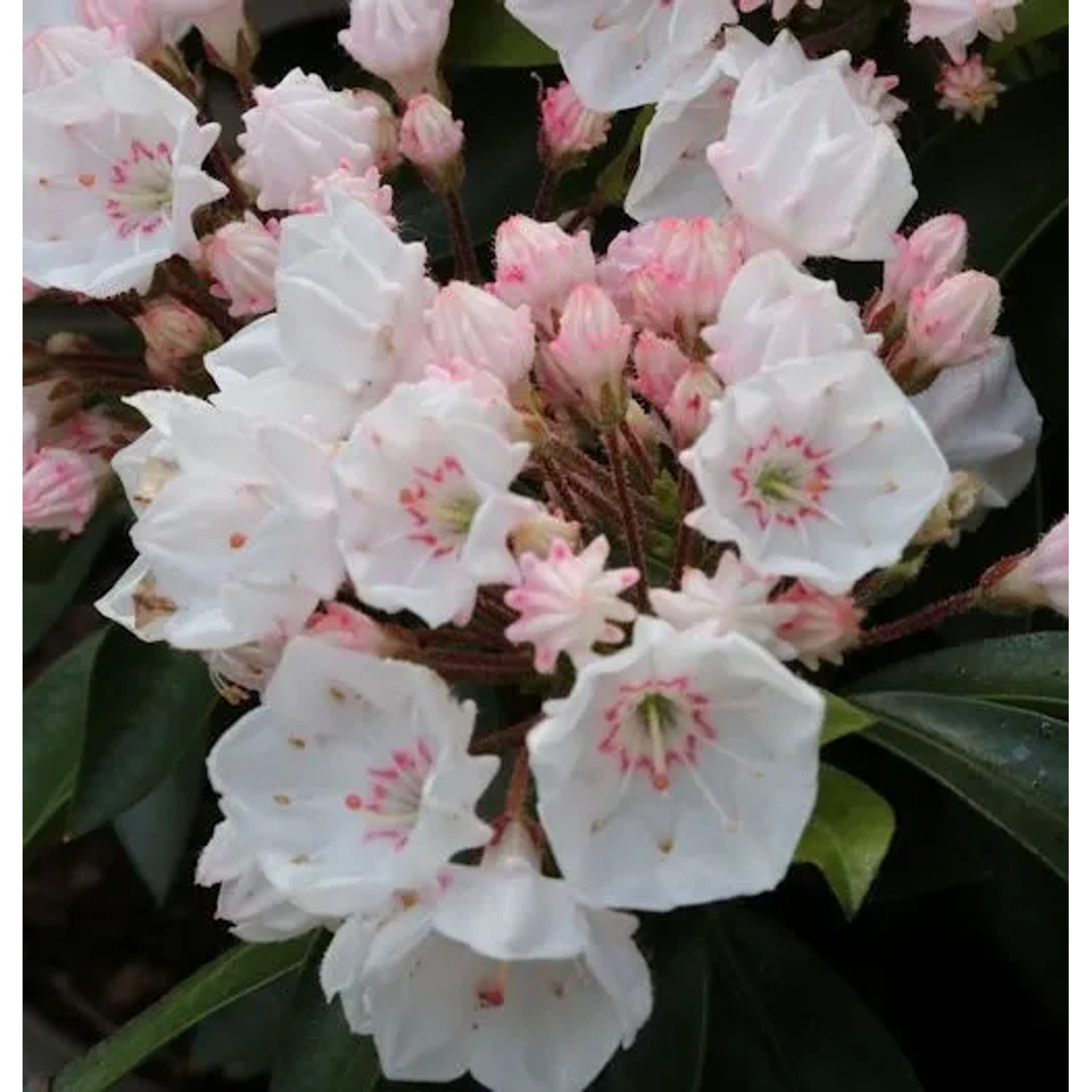 Großer Berglorbeer Elf 15-20cm - Kalmia latifolia
