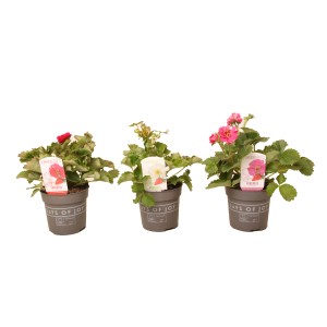 Drei Erdbeerpflanzen White Summer Breeze im Topf mit roten, weißen und pinken Blüten.
