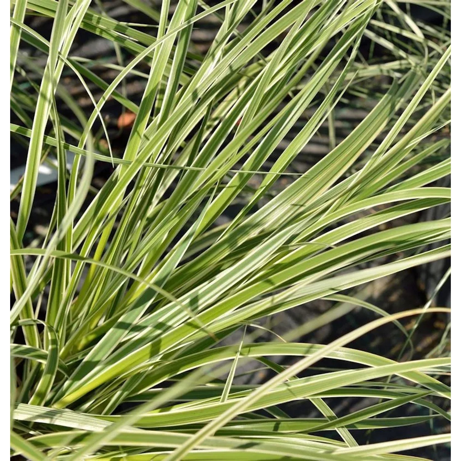 Pampasgras Silver Comet - XXXL Topf - Cortaderia selloana