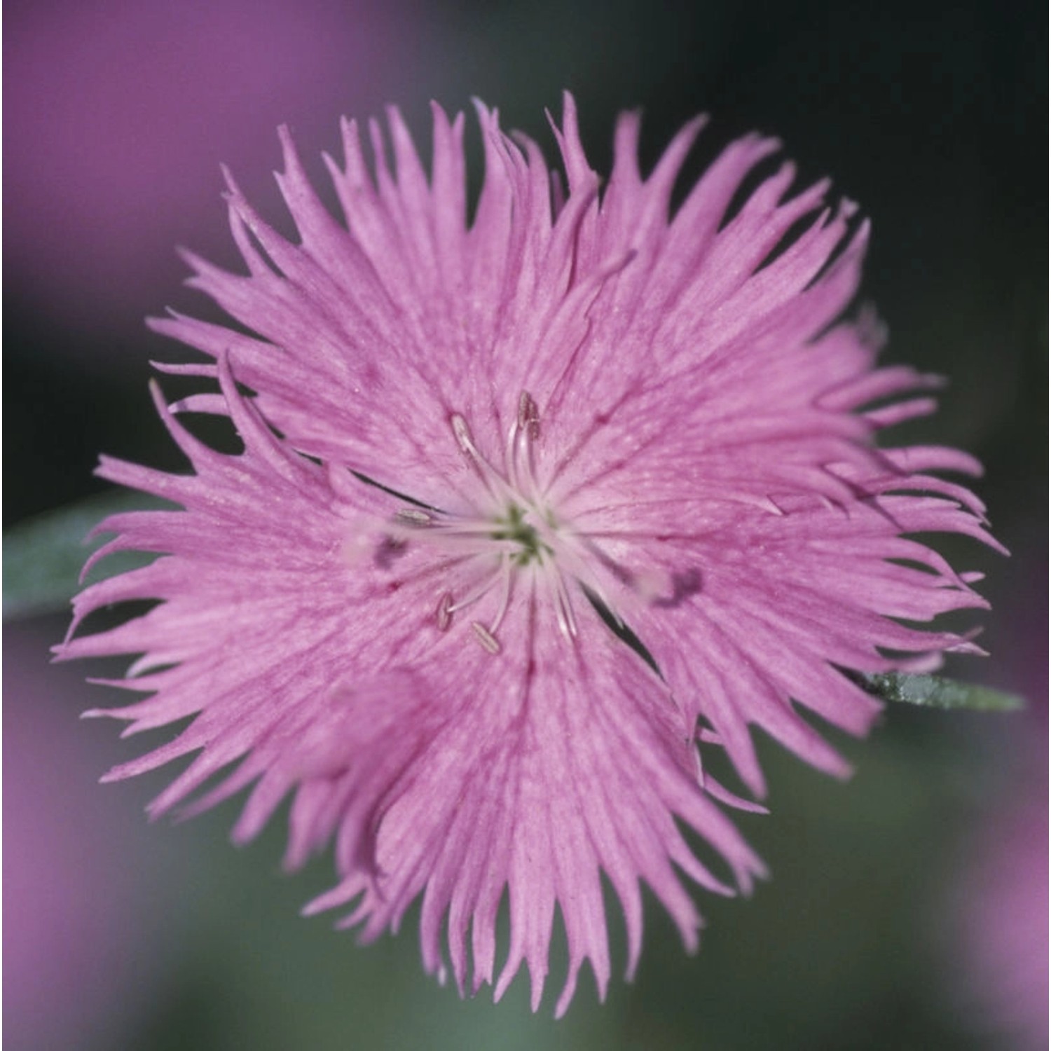 Federnelke Altrosa - Dianthus plumarius günstig online kaufen