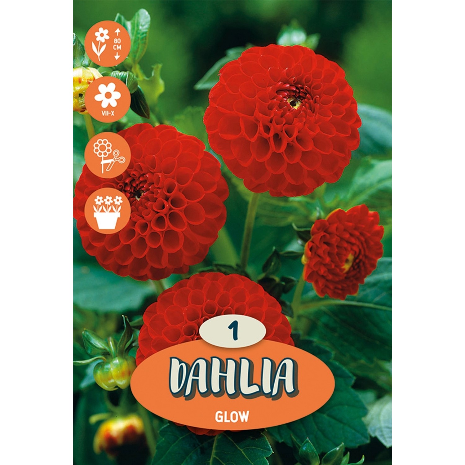 Dahlien "Glow" Rot kaufen bei OBI