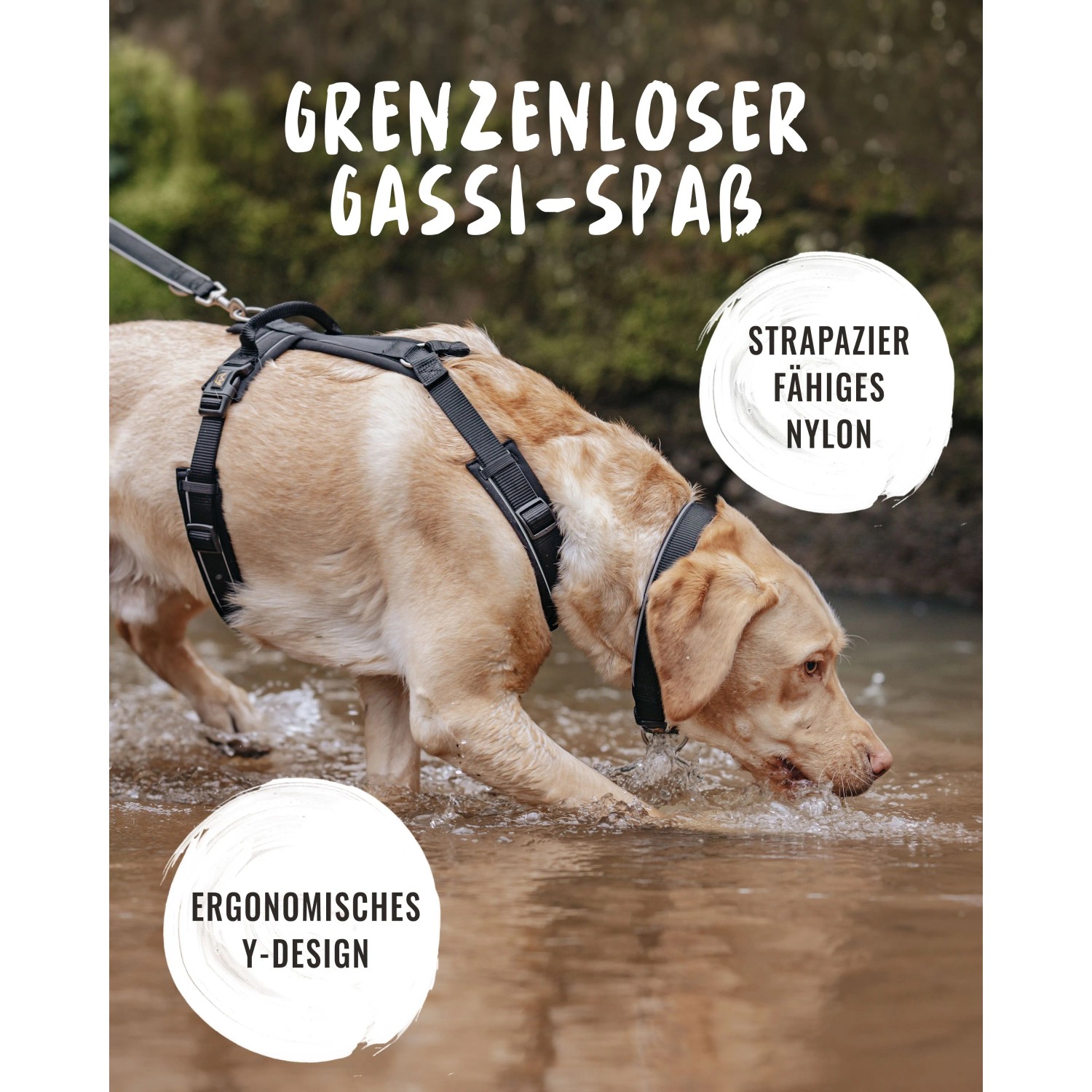 Hund mit Rudelkönig Brustgeschirr Paola S im Wasser. Gepolstertes, verstellbares Hundegeschirr aus Nylon.