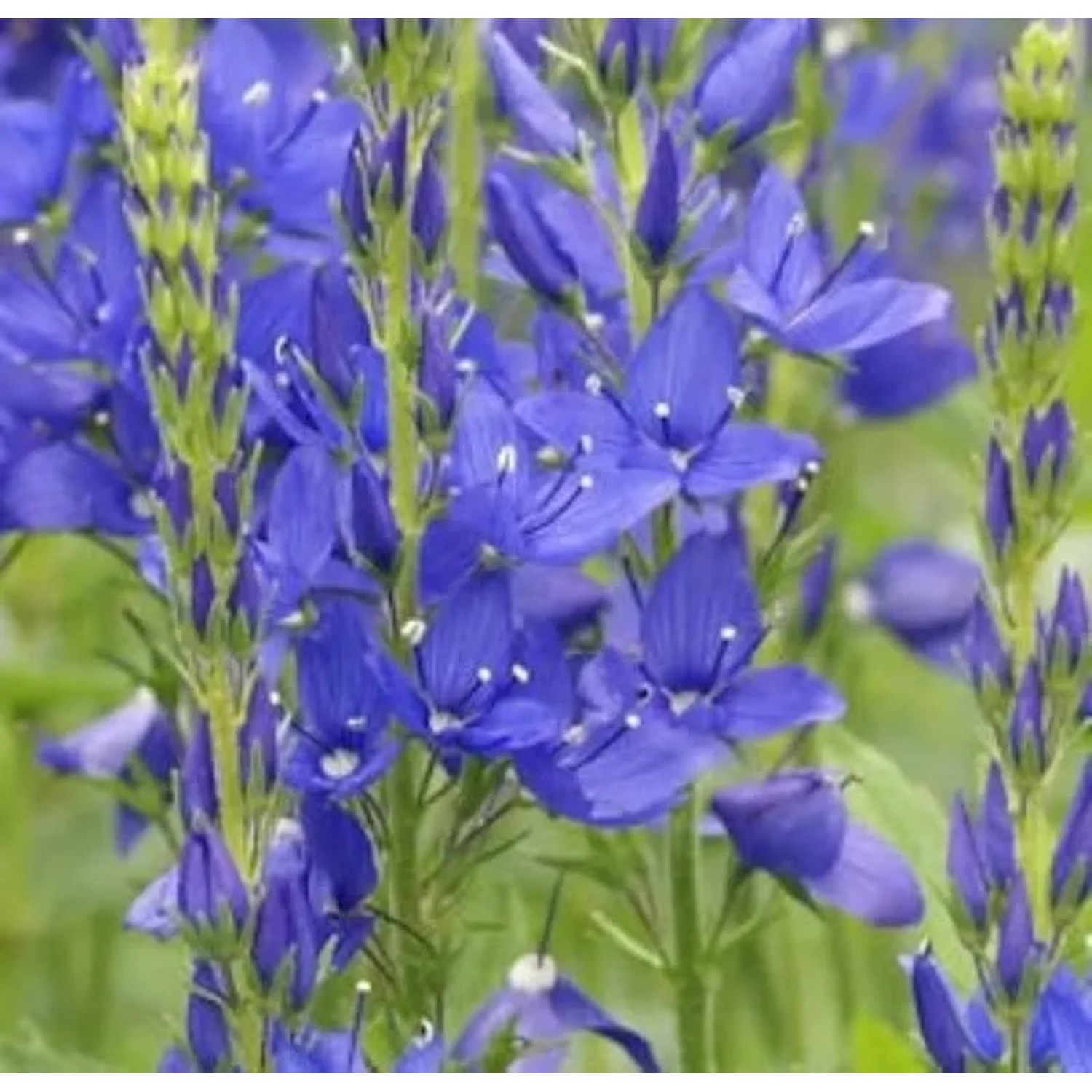 Veronika Österreichischer Ehrenpreis Shirley Blue - Veronica austriaca