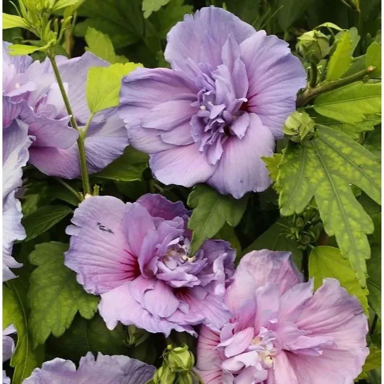 Hochstamm Rosen Eibisch Blue Chiffon 60-80cm - Hibiscus