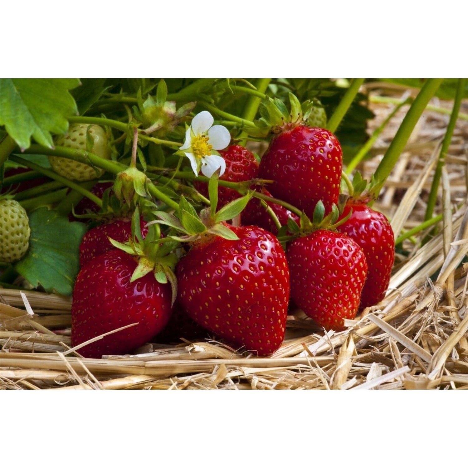 Fragaria Vesca Ostara Walderdbeere Rot Ca. 9x9 Cm Topf günstig online kaufen