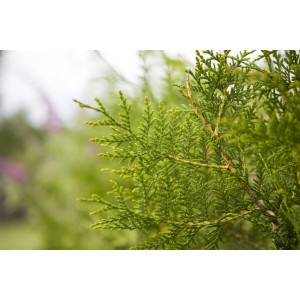 Detailaufnahme der grünen Thuja occidentalis 'King of Brabant' Heckenpflanze.