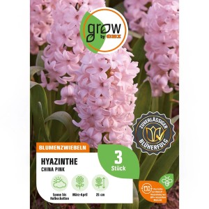 GROW by OBI Hyazinthe China Pink, rosa Blüten, 25 cm. Blumenzwiebel für Beet und Rabatte.