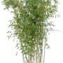 Gartenbambus Campbell Set, 10 Pflanzen im Topf, ca. 175-200 cm hoch, Fargesia robusta.