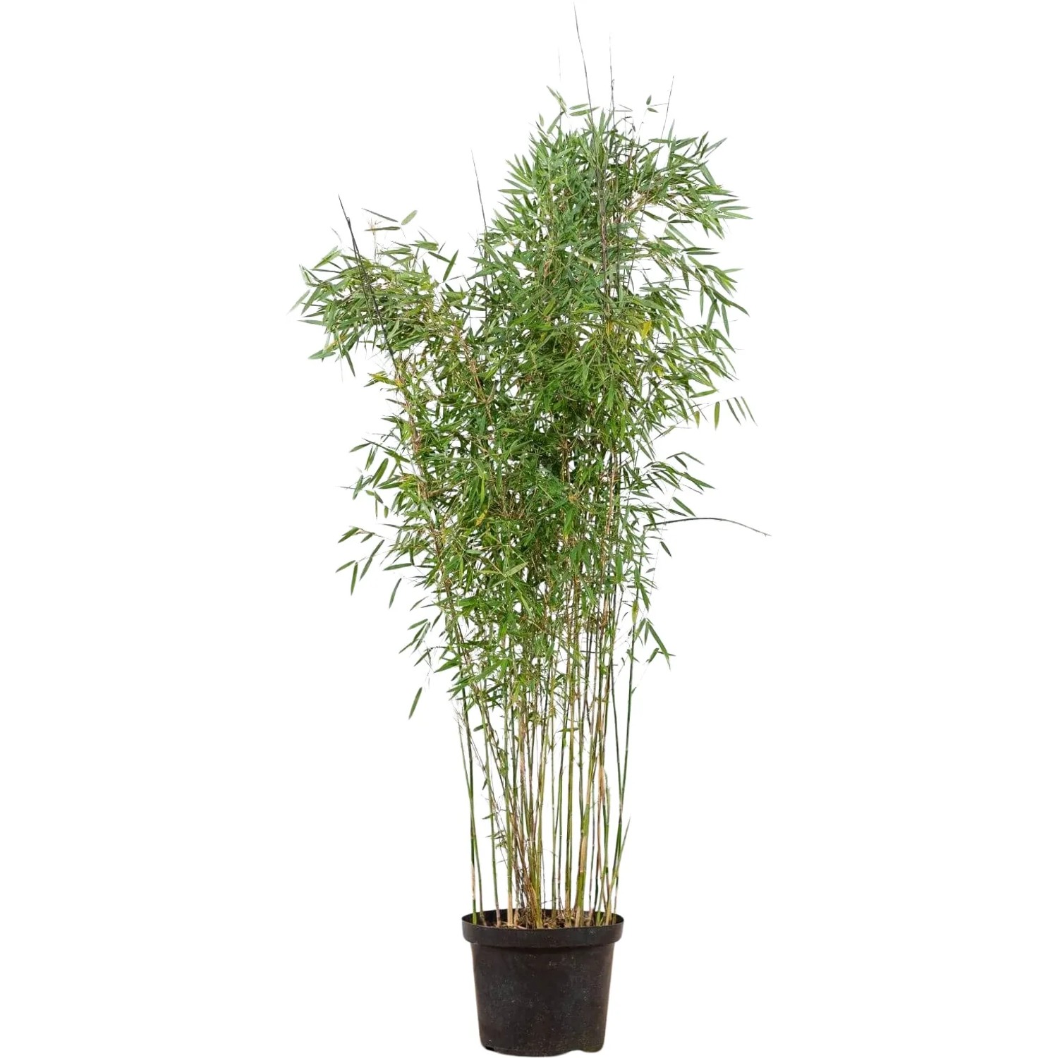 Gartenbambus Campbell Set, 10 Pflanzen im Topf, ca. 175-200 cm hoch, Fargesia robusta.