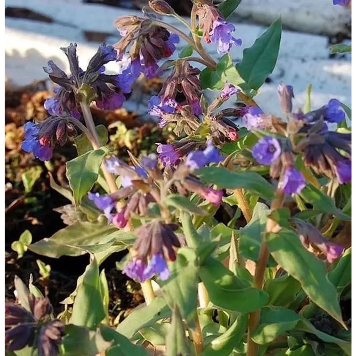 Echtes Lungenkraut - Pulmonaria officinalis