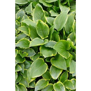 Nahaufnahme der Hosta Plantaginea 'So Sweet' (Duftende Funkie) mit grün-cremefarbenen Blättern im Topf.