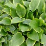 Nahaufnahme der Hosta Plantaginea 'So Sweet' (Duftende Funkie) mit grün-cremefarbenen Blättern im Topf.