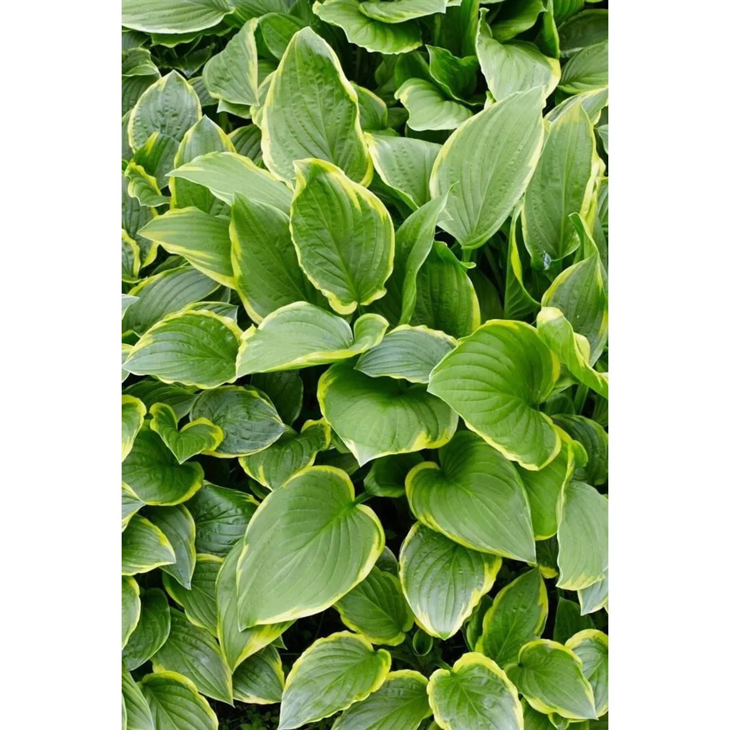 Nahaufnahme der Hosta Plantaginea 'So Sweet' (Duftende Funkie) mit grün-cremefarbenen Blättern im Topf.