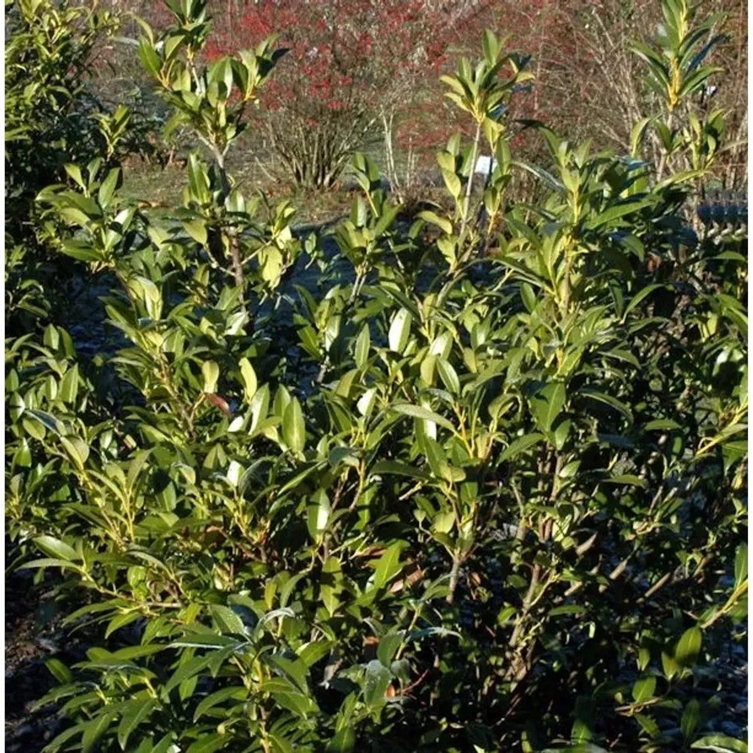 Aufrechte Lorbeerkirsche 60-80cm - Prunus,aurocerasus