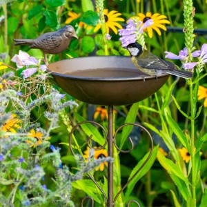 Schwarze Cortenstahl Vogeltränke mit dekorativem Stab im Garten. Ein Ziervogel und eine Meise trinken aus dem Wasserbecken.