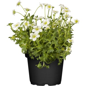 Moossteinbrech Findling im Topf mit weißen Blüten, geeignet für die Grabgestaltung.