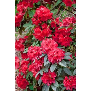 Roter Rhododendron Hybr. Smirnowii Weinlese mit üppigen Blüten.