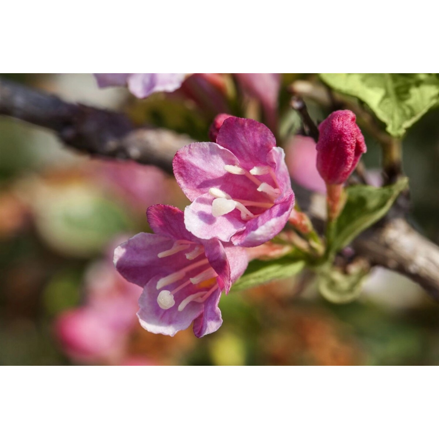 Weigela 'Styriaca' Weigelie 60-100 cm günstig online kaufen