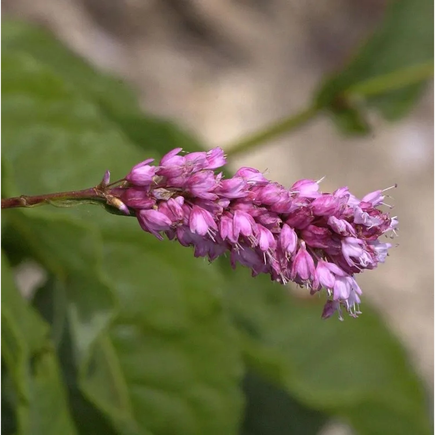 Kerzenknöterich Rosea - Persicaria amplexicaulis