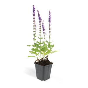 Exotenherz Ziersalbei 'Ostfriesland' im 9cm Topf, Set mit 60 Pflanzen. Violette Blütenähren, ideal als Bodendecker.
