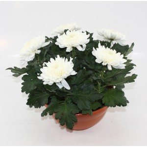Herbstchrysantheme mit weißen Blüten im Topf, ca. 23 cm Durchmesser.