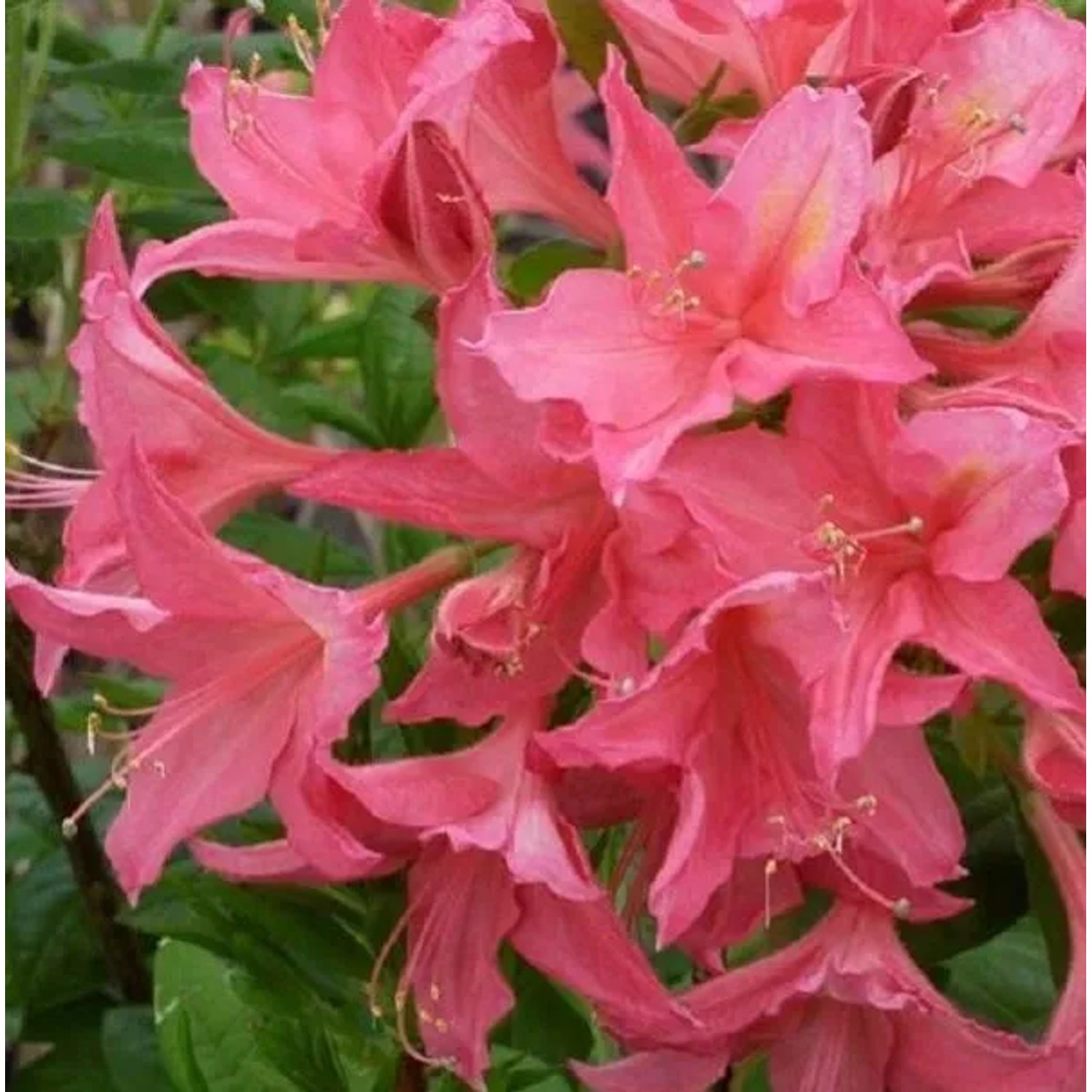 Laubabwerfende Azalee rosa bis  Azalea mollis 40 bis 50 cm im Container Glockenförmige Blüten