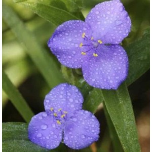 Nahaufnahme von zwei blauen Dreimasterblumen (Tradescantia andersoniana) mit Wassertropfen.