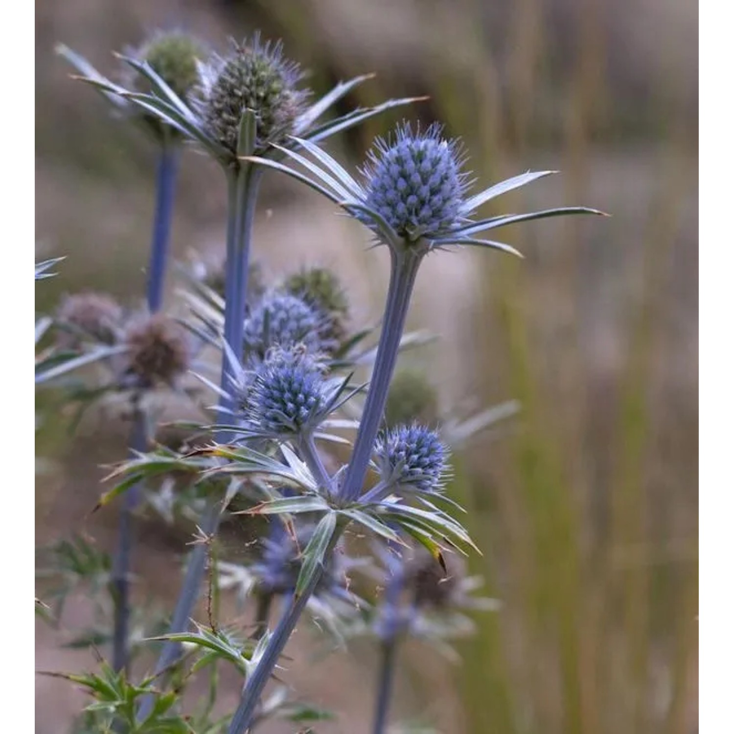 Spanischer Mannstreu - Eryngium bourgatii