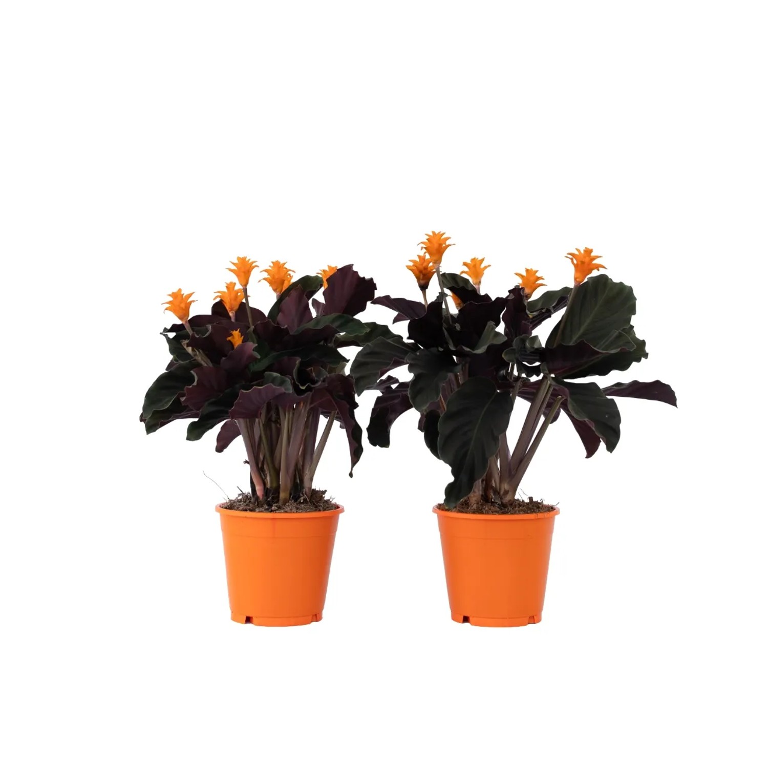 Plant In A Box Korbmaranten X2  Calathea Crocata 'Tassmania' Höhe 40cm Ø14 Orange