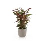 Ecopots Pflanztopf Oslo, braungrau, Ø 35cm, mit Pflanze. Ideal für Innen- und Außenbereich.