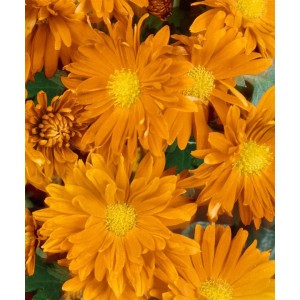 Nahaufnahme der orangefarbenen Gartenchrysantheme 'Havelschwan' im 9x9 cm Topf.