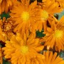 Nahaufnahme der orangefarbenen Gartenchrysantheme 'Havelschwan' im 9x9 cm Topf.
