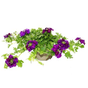 Hängendes Eisenkraut im 12cm Topf, 3er Set mit violetten Blüten. Exotenherz Verbena für Balkon und Garten.
