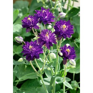 Blühende, tiefblaue Akelei 'Blue Barlow' im 9x9 cm Topf. Ideal für Beet und Garten.