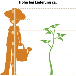 Größenvergleich: Apfelbaum Weißer Klarapfel (ca. 120-140cm) neben Person mit Gießkanne.