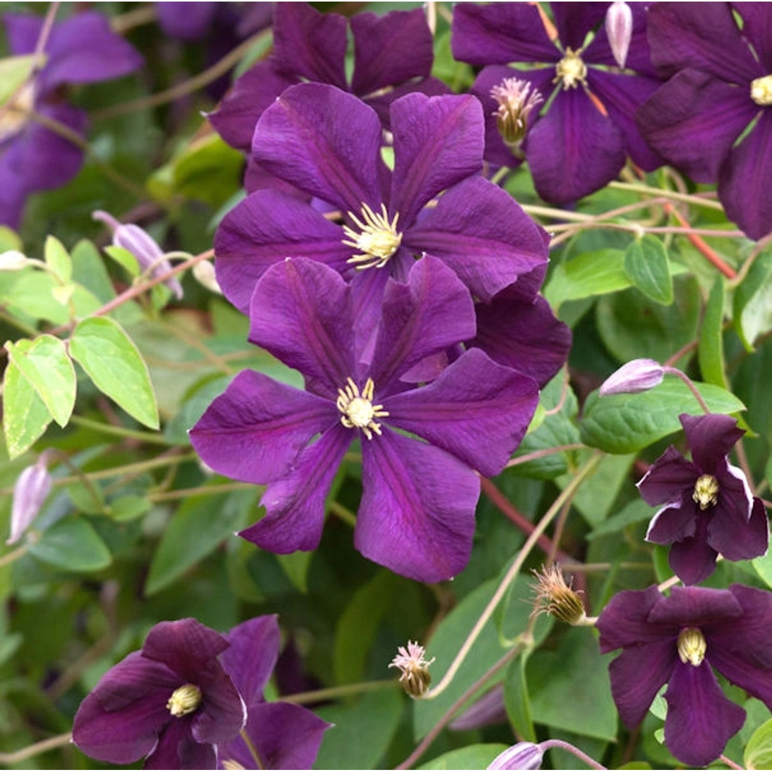 Robuste Waldrebe Rubra 60-80cm - Clematis viticella günstig online kaufen