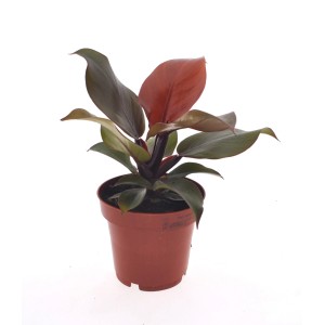 GROW by OBI Baumfreund Sunlight im Topf, eine dekorative Grünpflanze mit rötlichen Blättern.