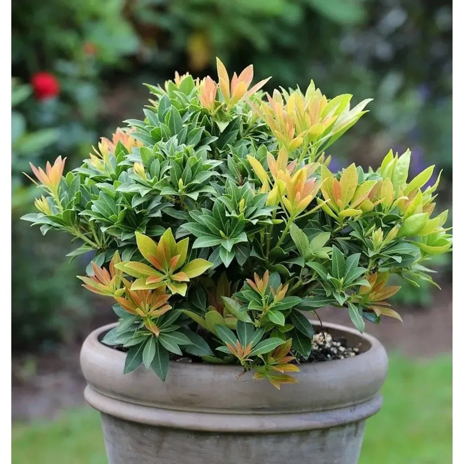 Schattenglöckchen Lavendelheide Sarabande 20-25cm - Pieris japonica