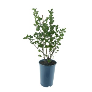 Grüne Bio-Stachelbeere (Ribes uva-crispa) im Topf, ca. 30-40 cm hoch.