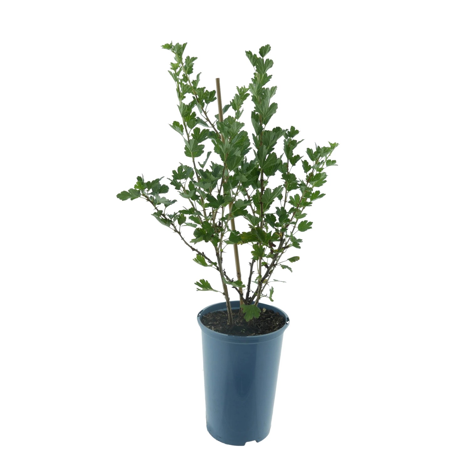 Stachelbeere Grün BIO Höhe ca. 30-40 cm Topf ca. 3, Ribes uva-crispa