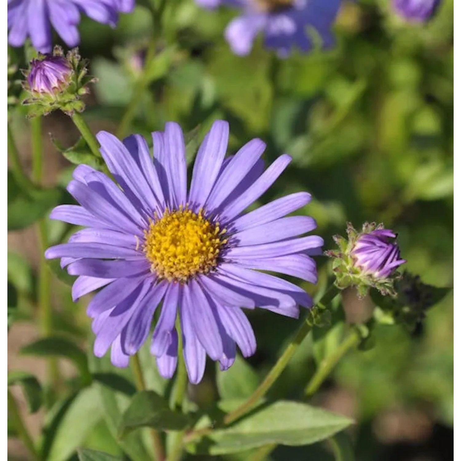 Berg Aster Jungfrau - Aster frikartii