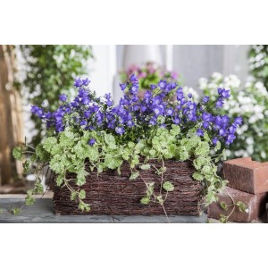 Glechoma Hederacea Gundermann im Topf, lila Blüten und grüne Blätter in geflochtenem Korb.