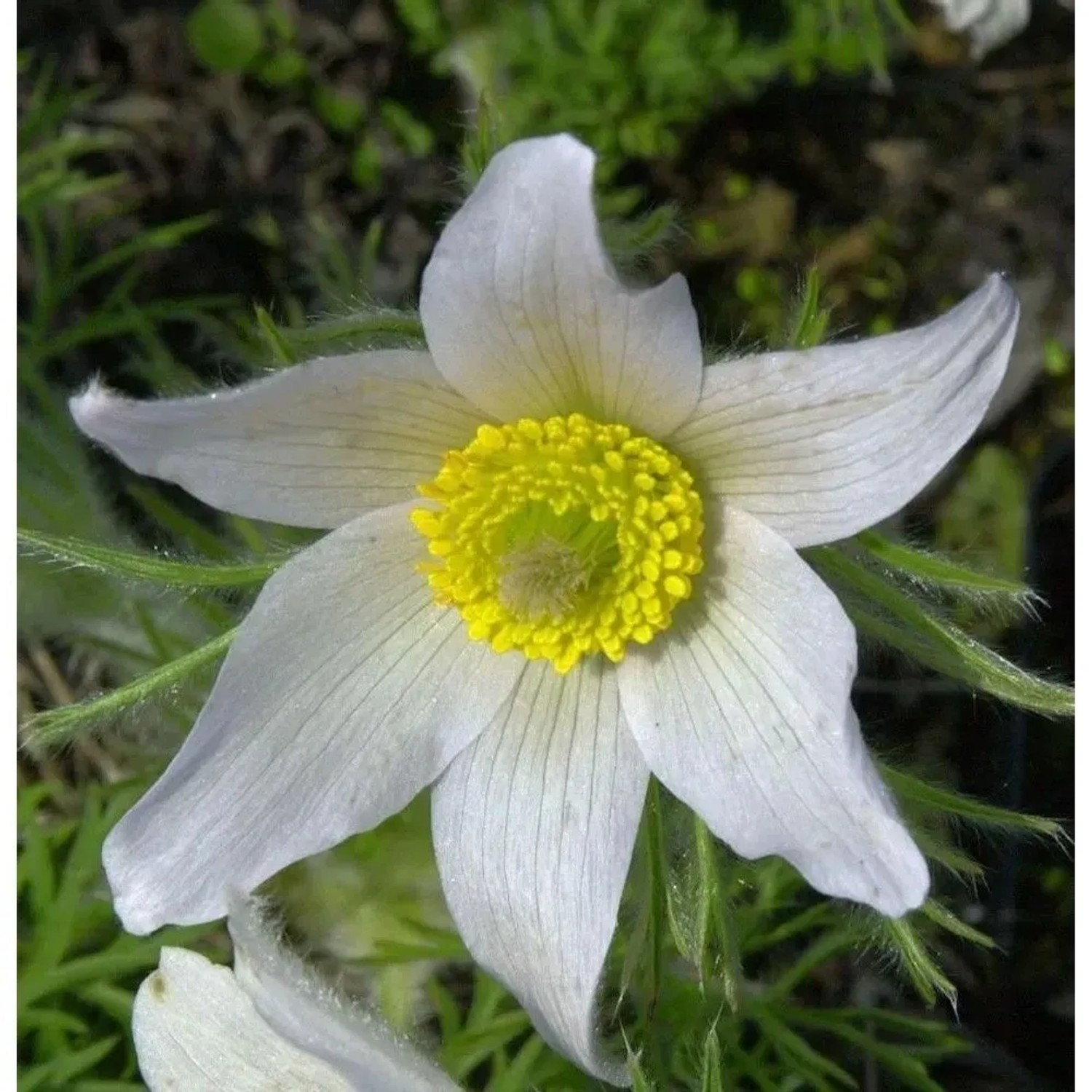 Küchenschelle Weißer Schwan - Pulsatilla vulgaris