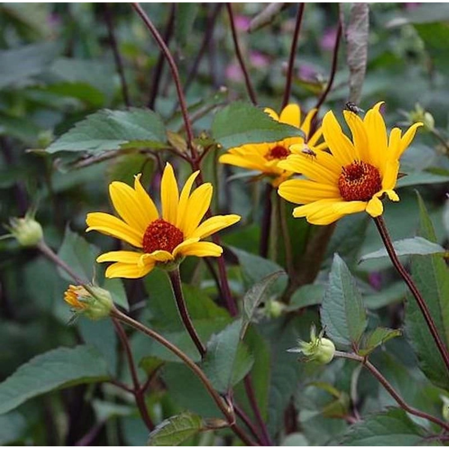 Sonnenröschen Summer Nights - Heliopsis helianthoides günstig online kaufen