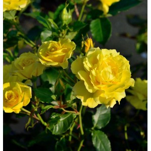 Gelbe Floribundarose Friesia im Garten, ca. 30-60cm hoch.